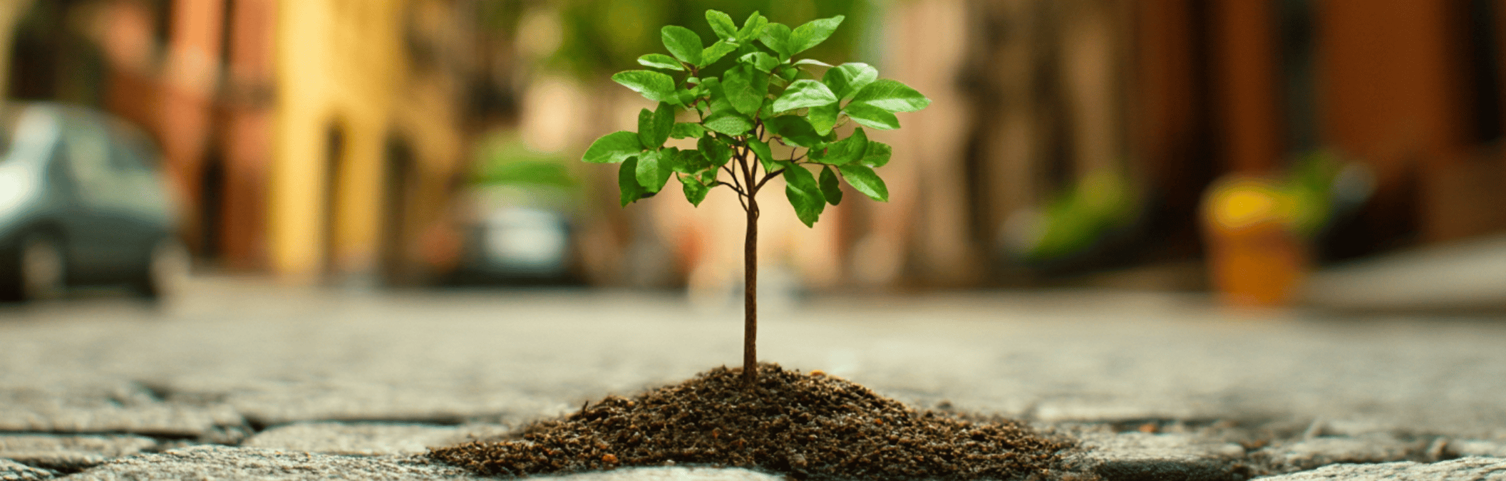 Urban Tree Survival_Land